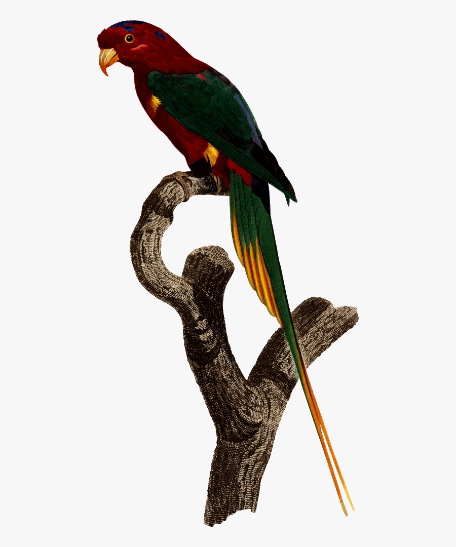 Parrot - Superb Parrot Pet, Transparent Clipart