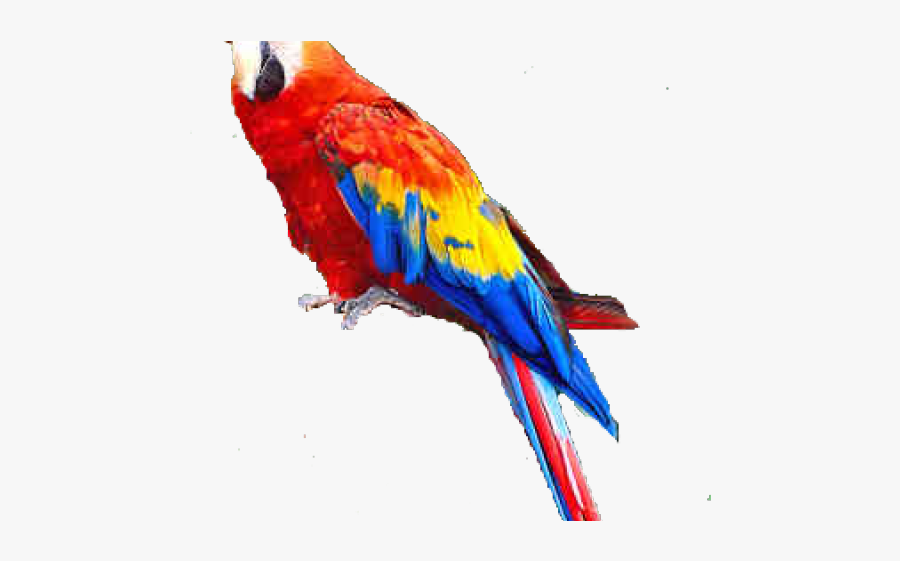 Macaw Clipart Transparent - Macaw Bird Information In Marathi, Transparent Clipart