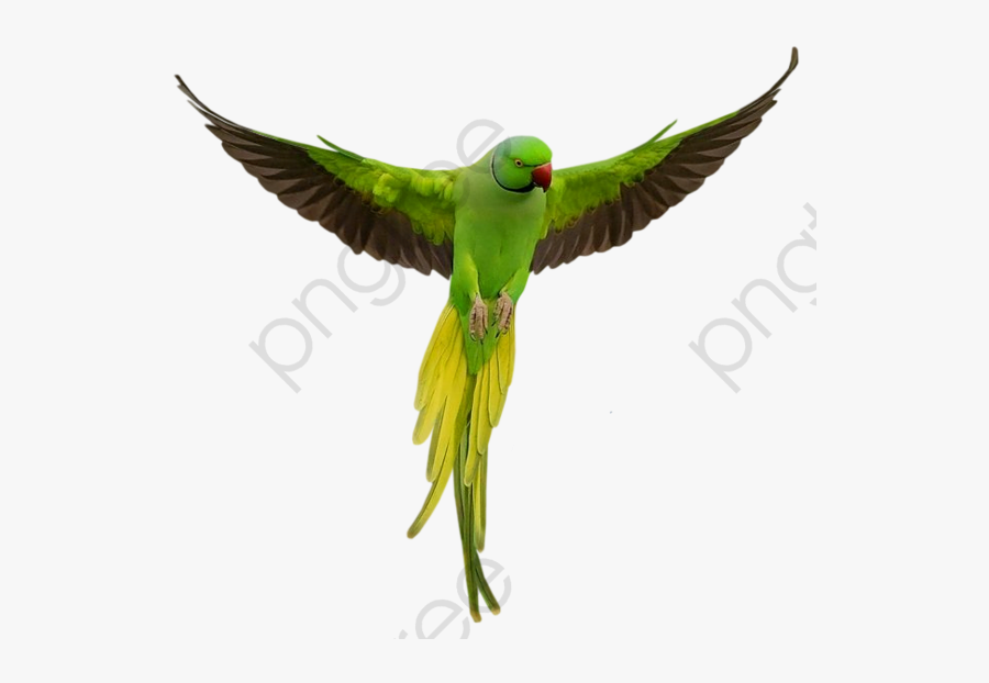 Flying Green Parrot Flying Bird Clipart Parrot - Parrot Png, Transparent Clipart