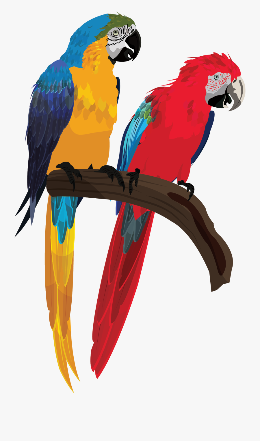 Cartoon Parrot Couple, Transparent Clipart