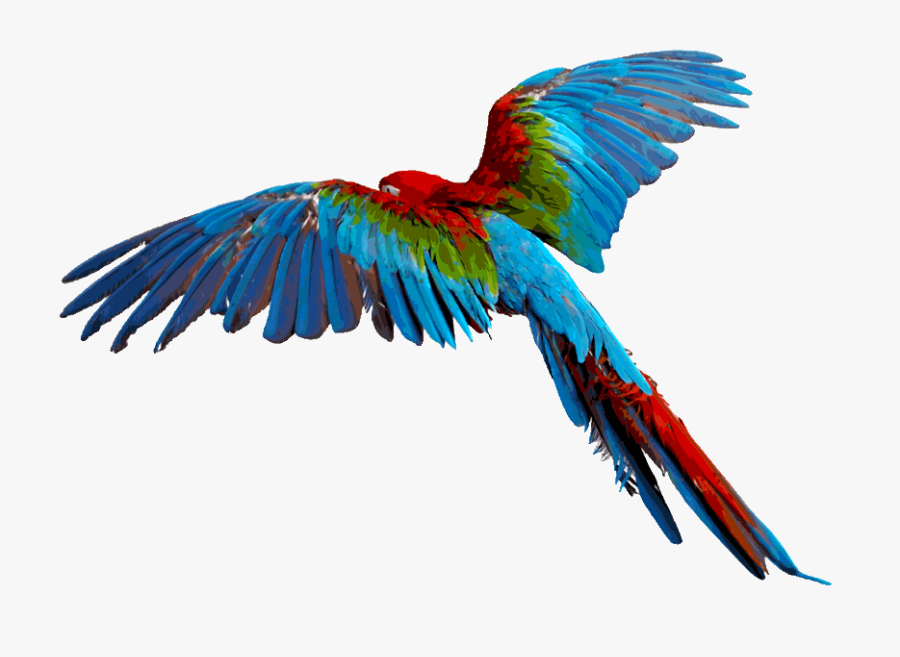 Flying Parrot Transparent Background, Transparent Clipart