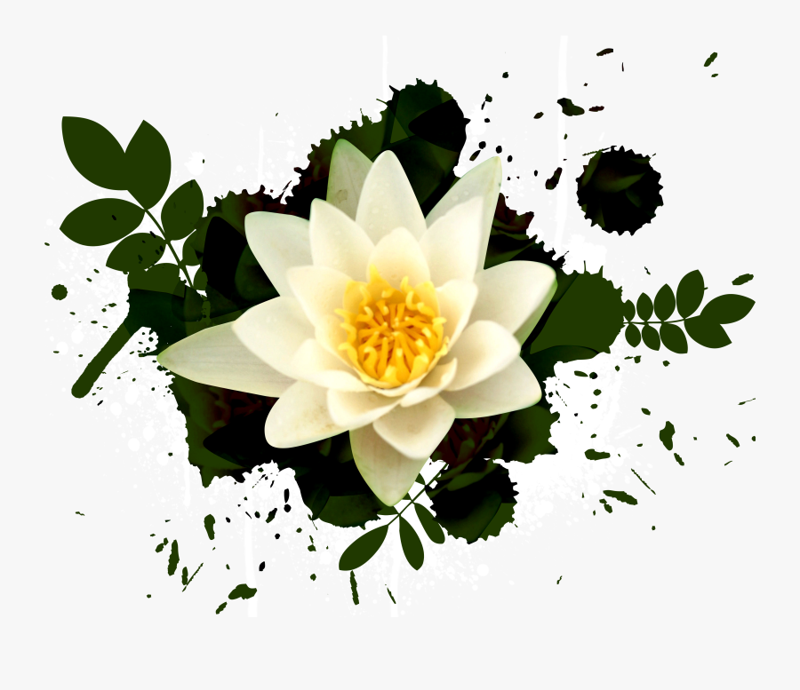 Water Lily Wallpaper For Computer - Psd, Transparent Clipart