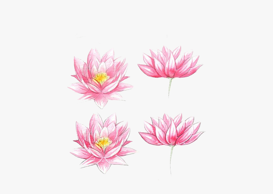 Pink Drawing Lotus Flower, Transparent Clipart