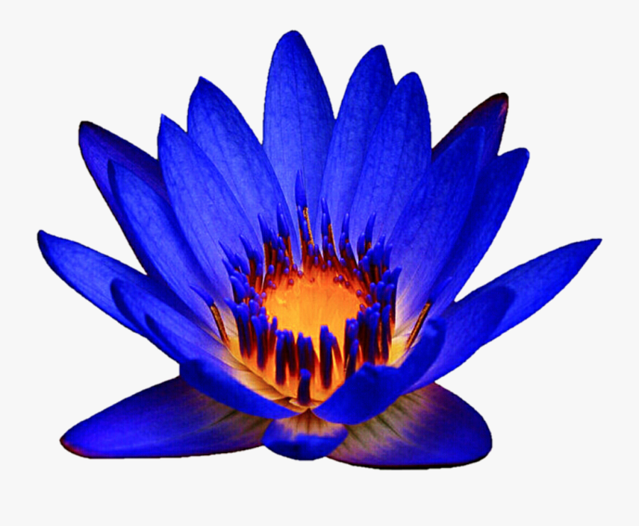 Ocean Blue Waterlily By Jeanicebartzen27 Ocean Blue - Blue Water Lily Seeds, Transparent Clipart