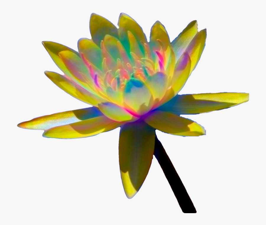 Sacred Lotus, Transparent Clipart