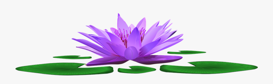 Water Lily, Lake, Pond, Nature, Blossom, Bloom, Water - Sacred Lotus, Transparent Clipart