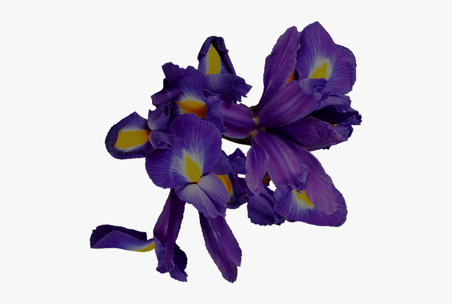 Iris Versicolor, Transparent Clipart