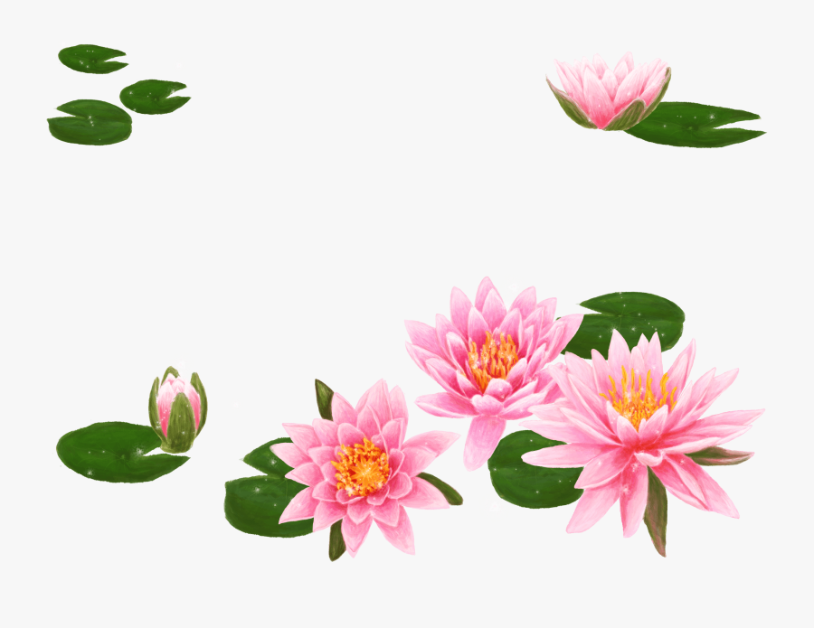 Nelumbo Nucifera Flower Water Lily Lilium Wallpaper - Lotus Flower In Water, Transparent Clipart