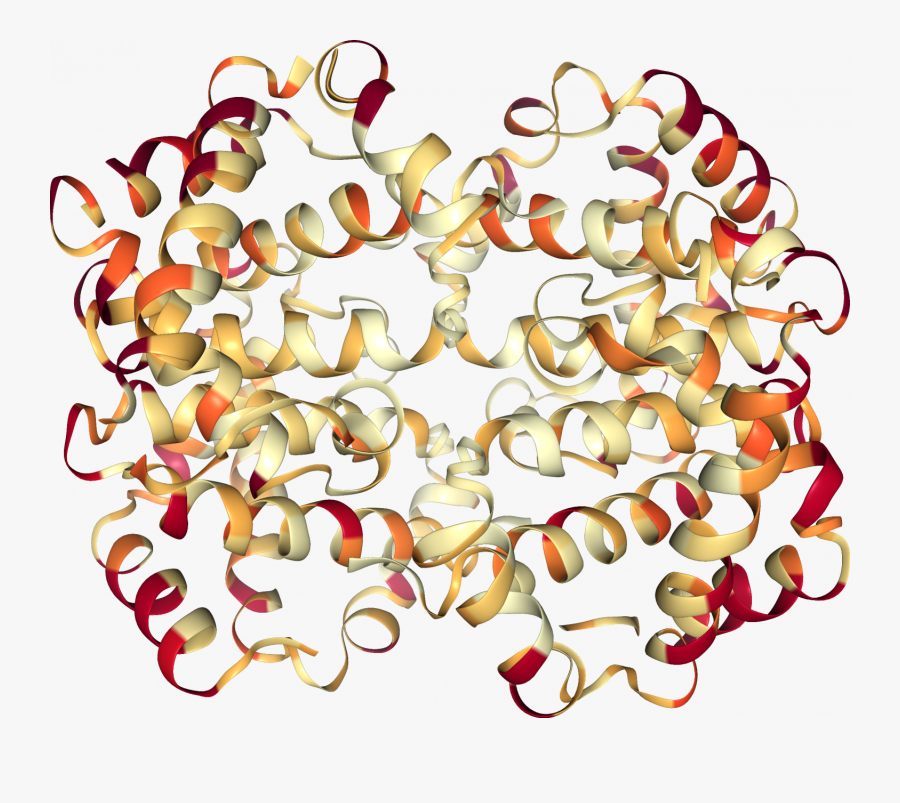 A New Tool To Decipher Evolutionary Biology - Glasses, Transparent Clipart