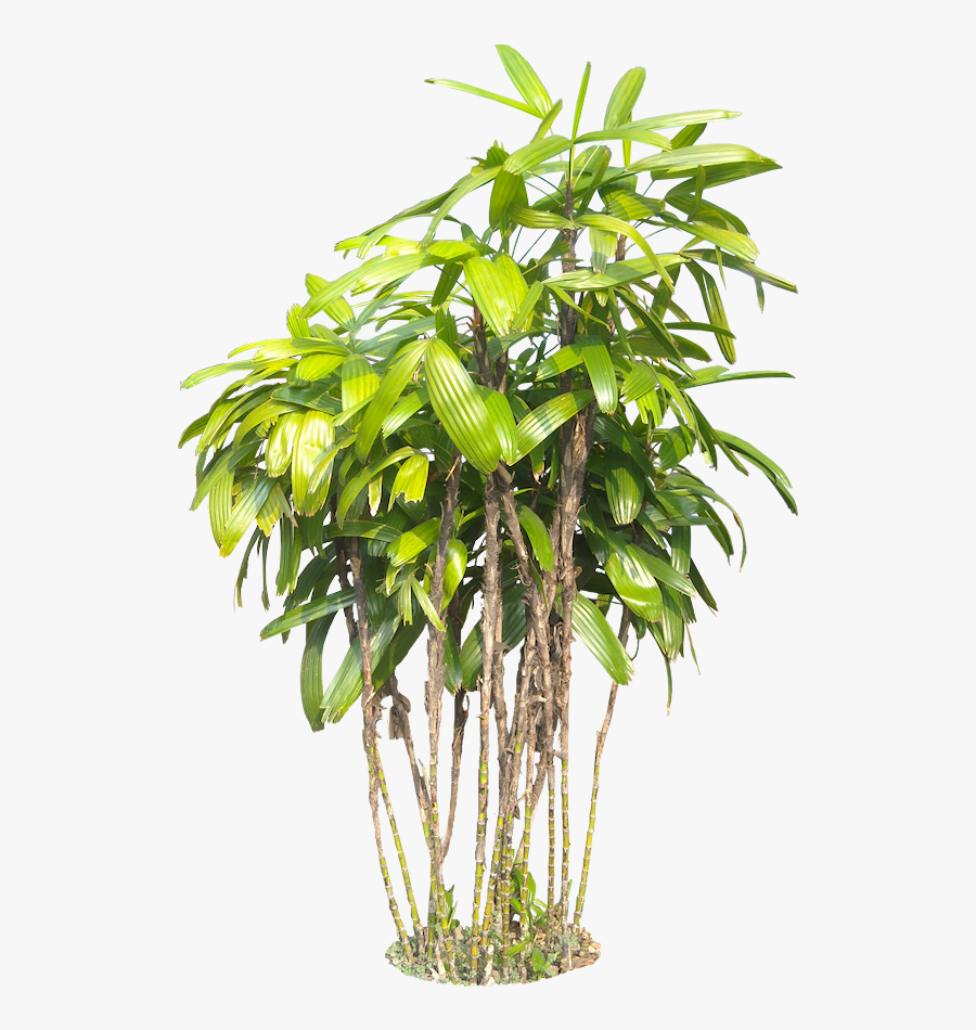 Potted Plants Clipart Transparent Background 15 593, Transparent Clipart