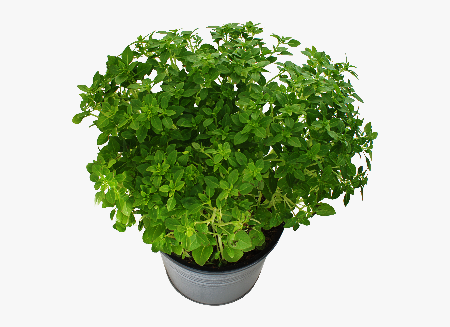 Potted Plant With Green Leaves Png Free - Tree Plan Di Cut, Transparent Clipart