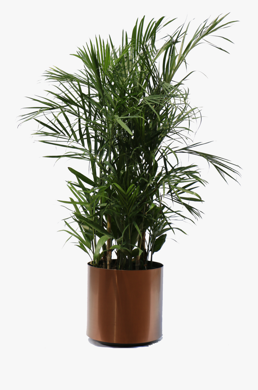 Clip Art Collection Of Free Transparent - Transparent Indoor Plants Png, Transparent Clipart