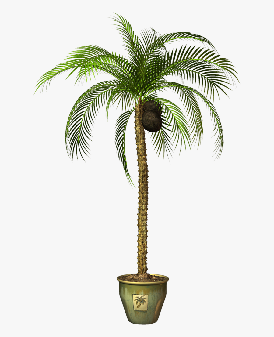 Attalea Speciosa, Transparent Clipart