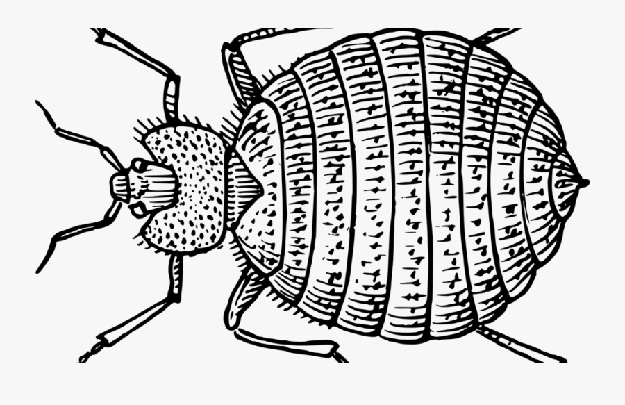 Dibujo De Un Chinche, Transparent Clipart