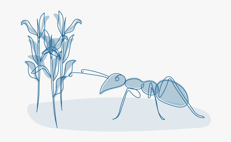 Illustration Of A Fire Ant - Illustration, Transparent Clipart