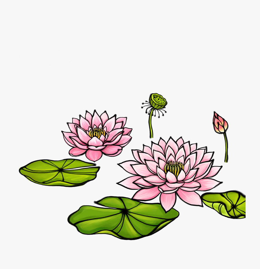 Bud Drawing Water Lily - Illustration, Transparent Clipart