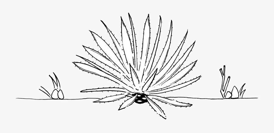 Agave Line Drawing, Transparent Clipart