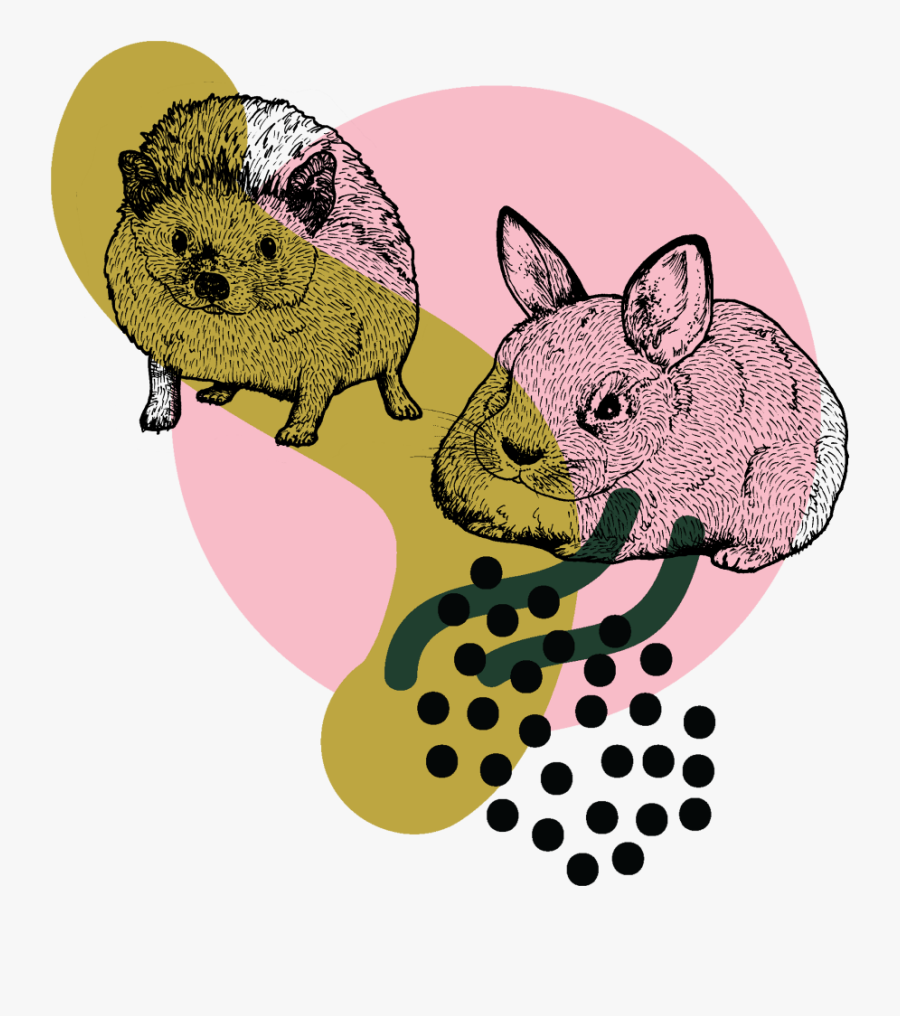 Hedgehogbunny - Illustration, Transparent Clipart