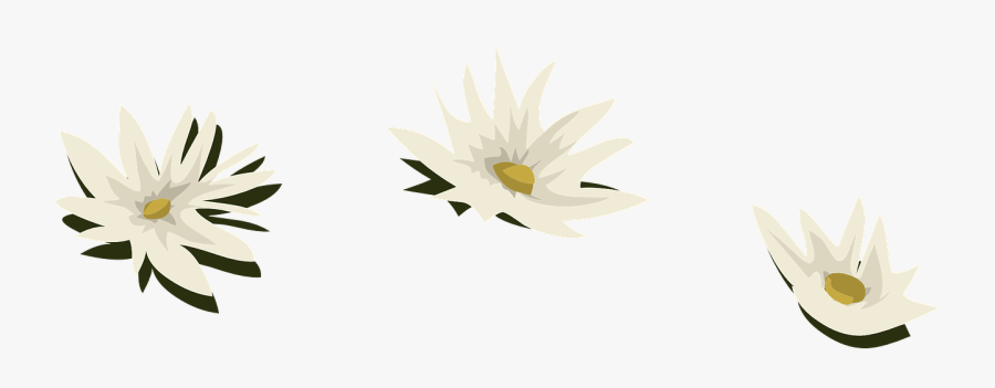 Camomile, Transparent Clipart