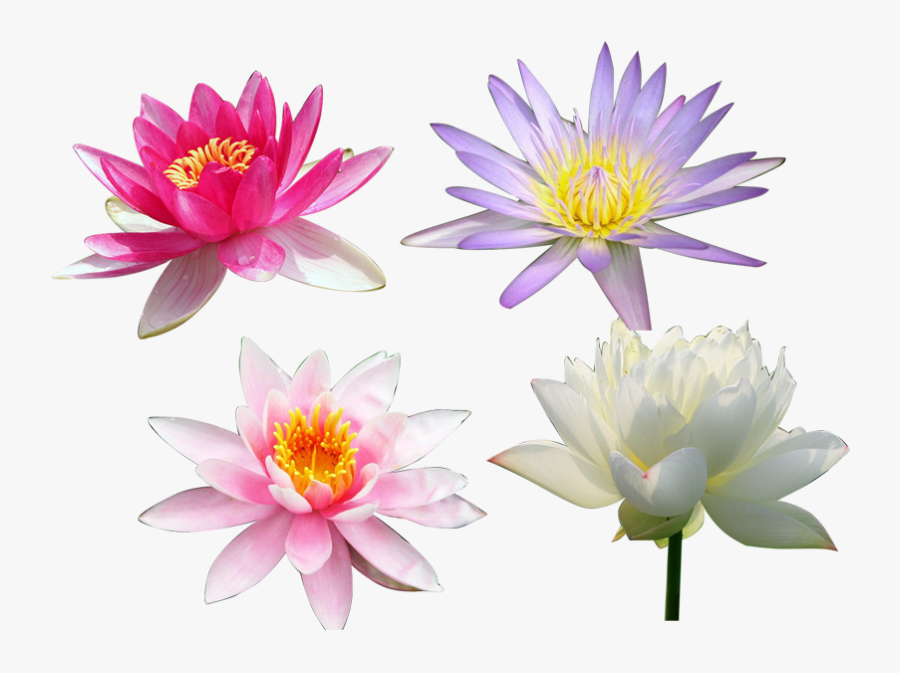 Nelumbo Nucifera Computer File - Lotus Flowers Images Hd, Transparent Clipart