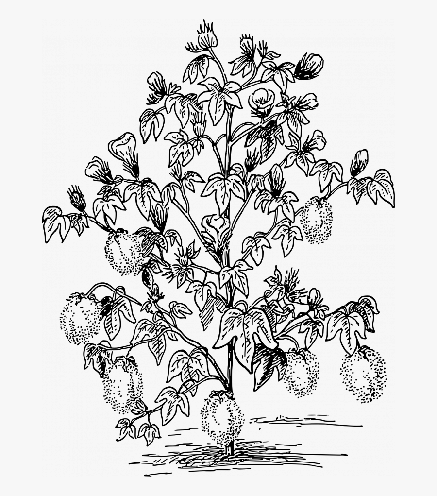 Cotton Plant Coloring Pages, Transparent Clipart