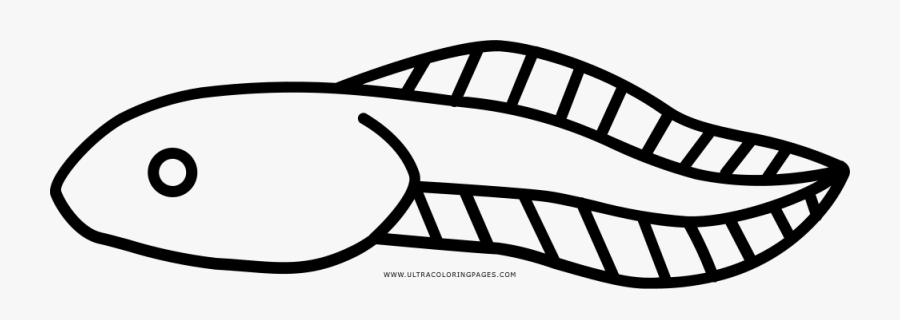 Tadpole Coloring Page - Tadpole Outline, Transparent Clipart