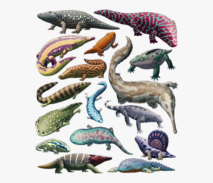 Clip Art Art Animals Pinterest All - Temnospondyli Diversity, Transparent Clipart