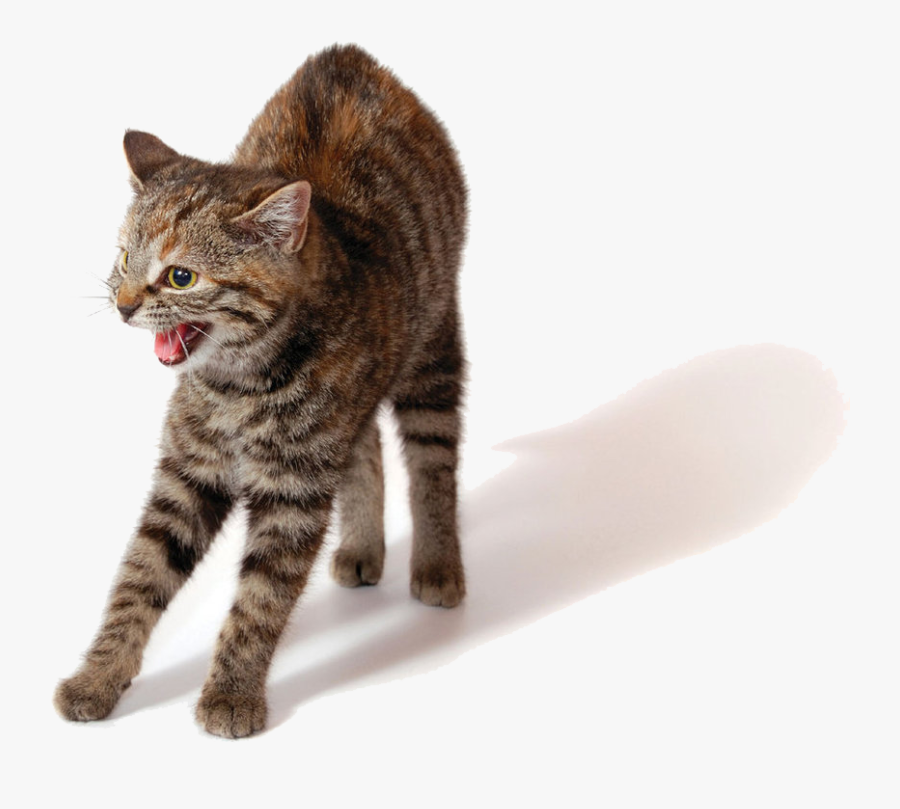 Transparent Cat Png - He Attac He Protec Cat, Transparent Clipart