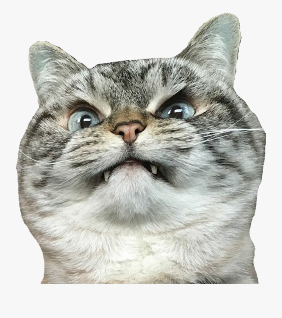 #cat #angrycat #angry - Angry Cat Merlin Meme, Transparent Clipart