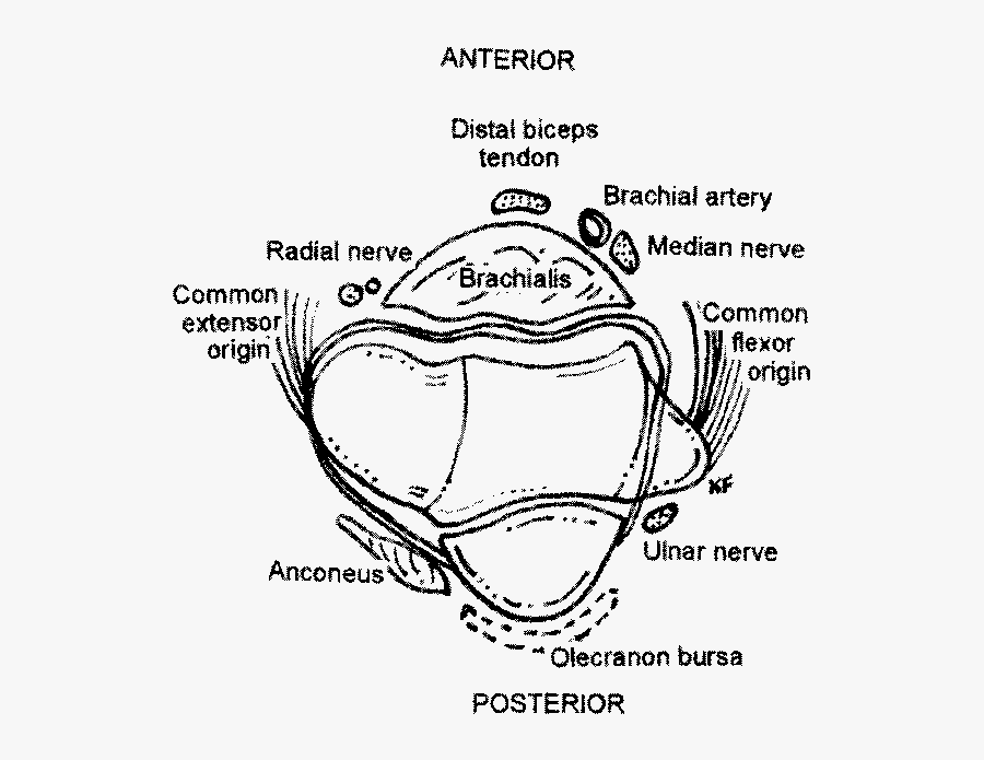 Clip Art Cross Sectional View Of - Cross Section Of Elbow Joint, Transparent Clipart