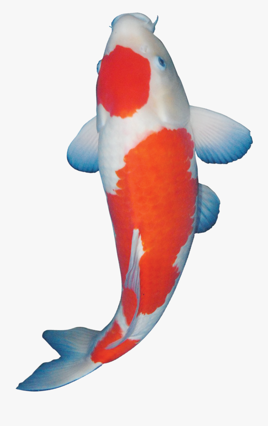 Koi - Koi Png, Transparent Clipart