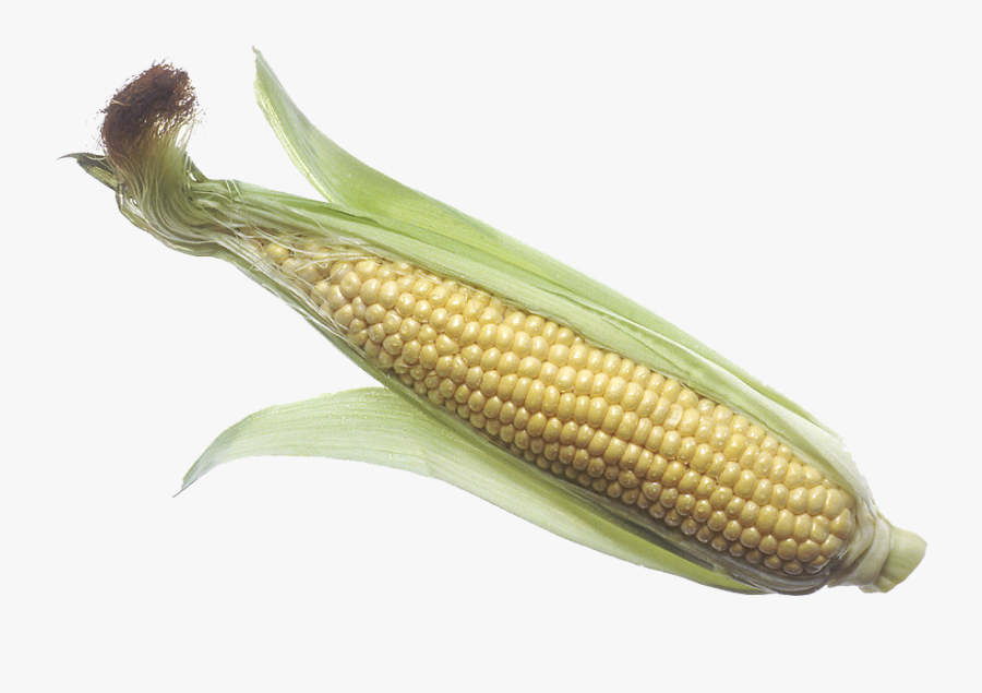 Corn On The Cob Maize Sweet Corn Corncob Clip Art - Large Corn On The Cob, Transparent Clipart