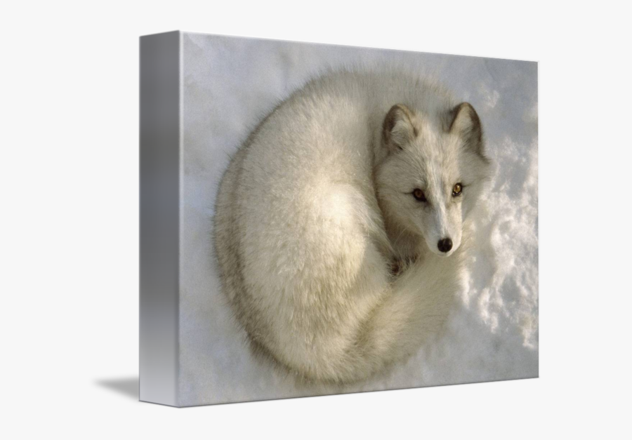 Clip Art Curled Up In The - Arctic Fox Art, Transparent Clipart