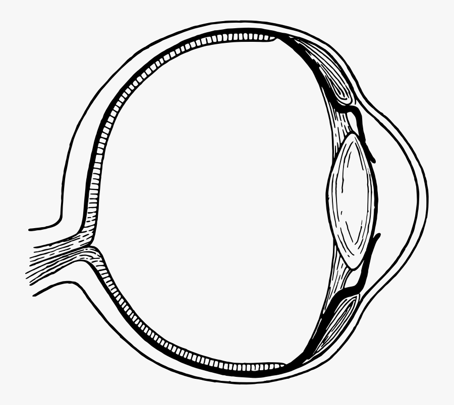 Eye - Eye Daigram Image Black And White, Transparent Clipart