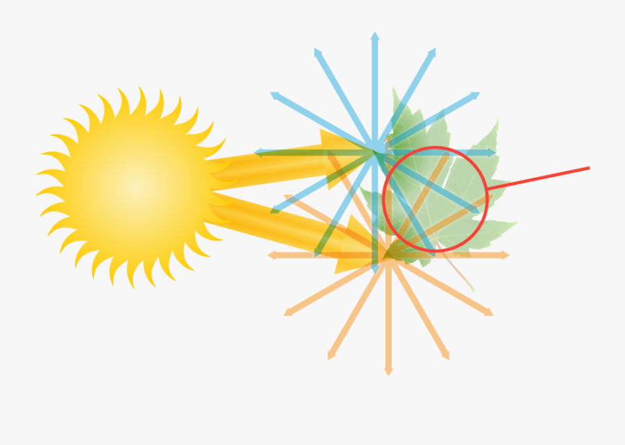 Diagram Of The How Light Enters The Human Eye - Black And White Price Tag, Transparent Clipart
