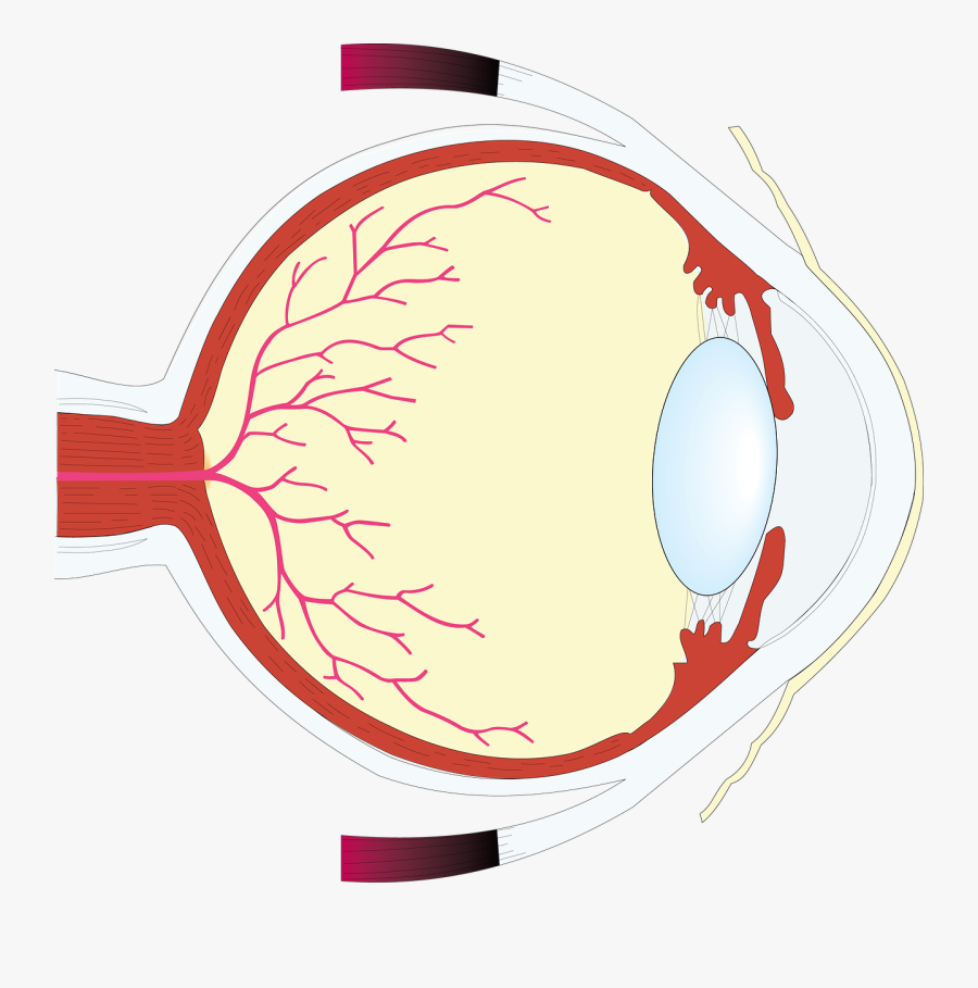 كرة العين, Transparent Clipart
