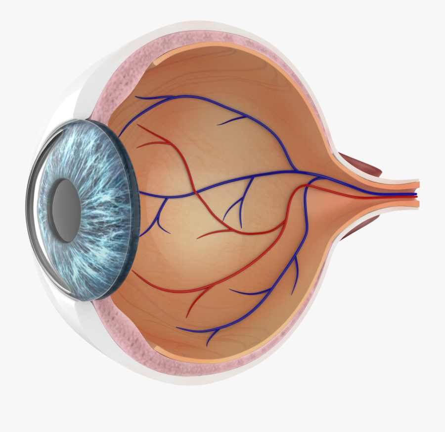 Snail, Transparent Clipart