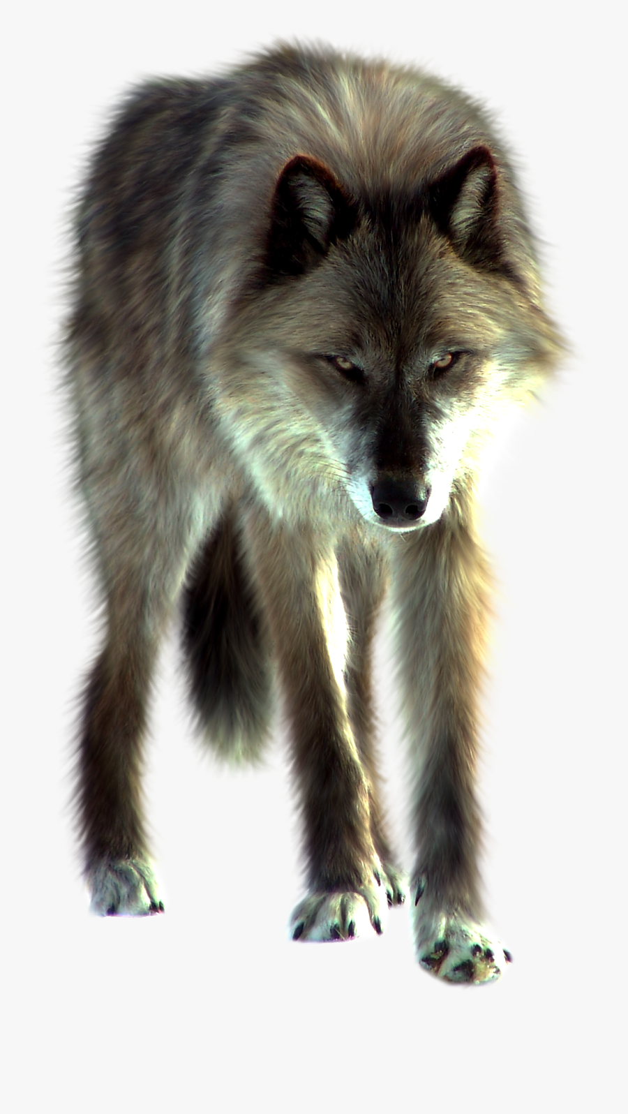 Download Wolf Png Image - Real Wolf Transparent Background, Transparent Clipart