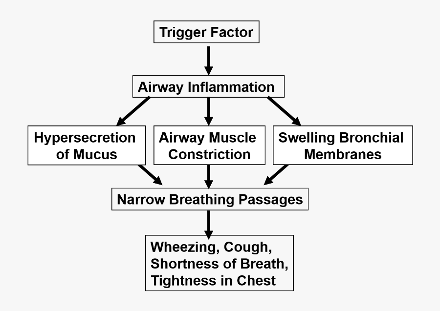 Pathophysiology Of Asthma In Flow Chart, Transparent Clipart