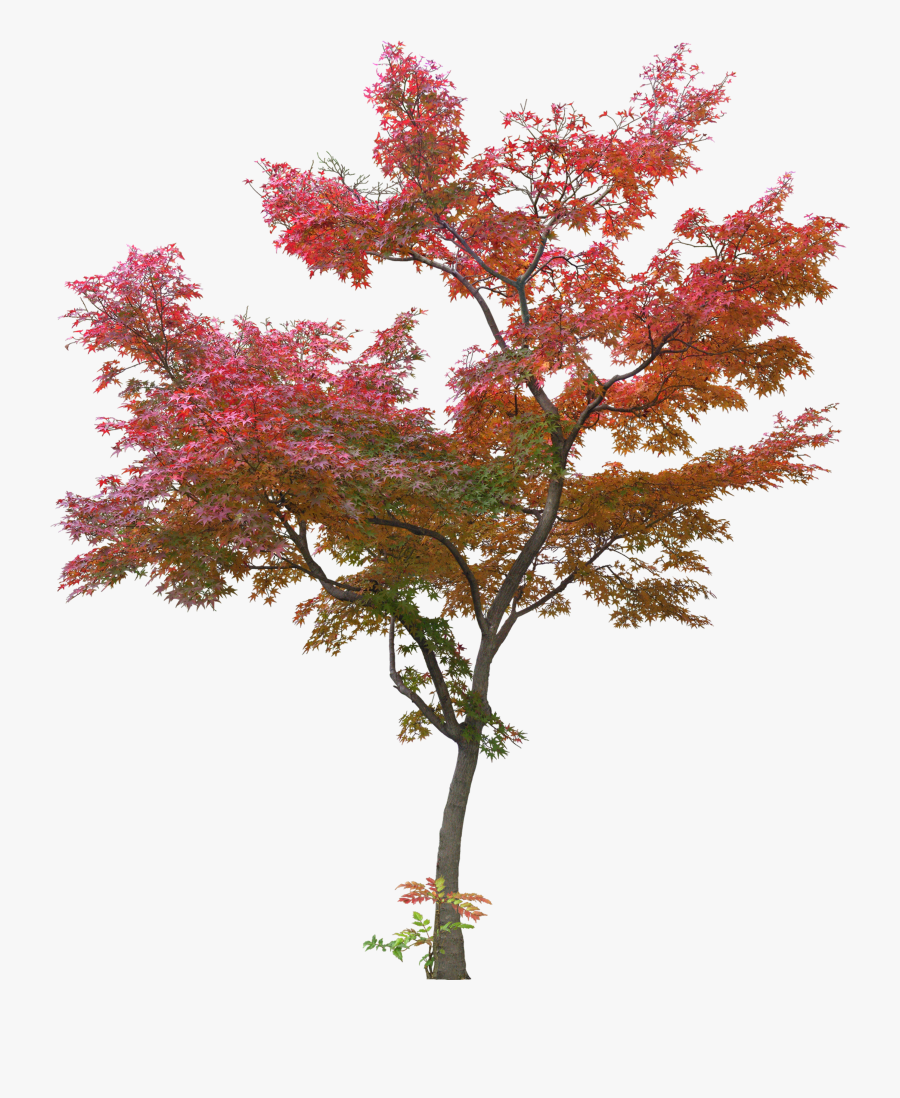 Clip Art Japanese Leaf Plant Spring - Japanese Maple Tree Png, Transparent Clipart