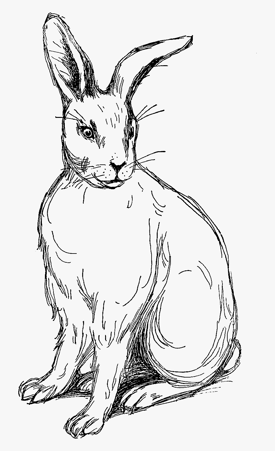 Rabbit Illustration Vintage Png, Transparent Clipart