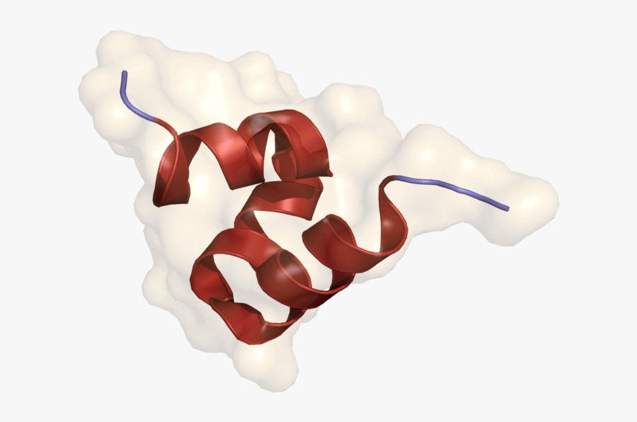 Osteocalcin, Transparent Clipart
