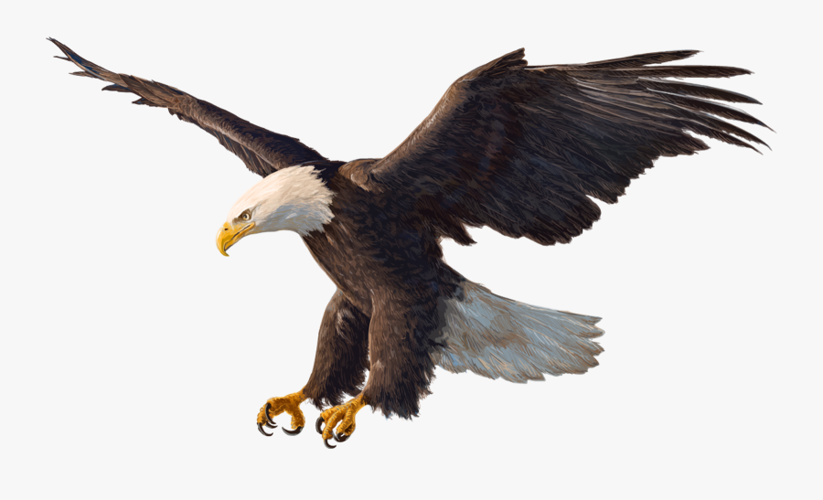 Bald Eagle Png, Transparent Clipart