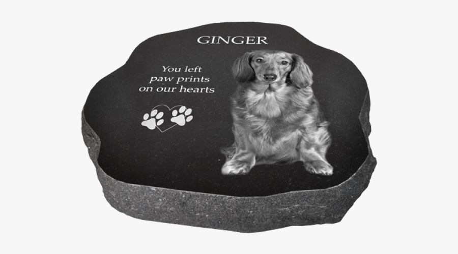 Companion Dog, Transparent Clipart