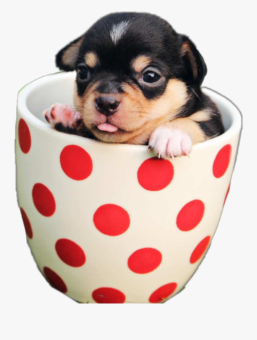 #dog #puppy #cup #jhyuri - Cute Dogs In Cup, Transparent Clipart