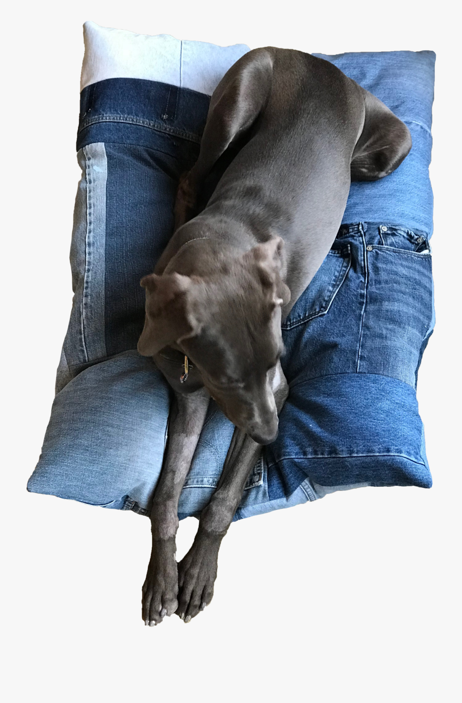 Transparent Dog Bed Png - Companion Dog, Transparent Clipart
