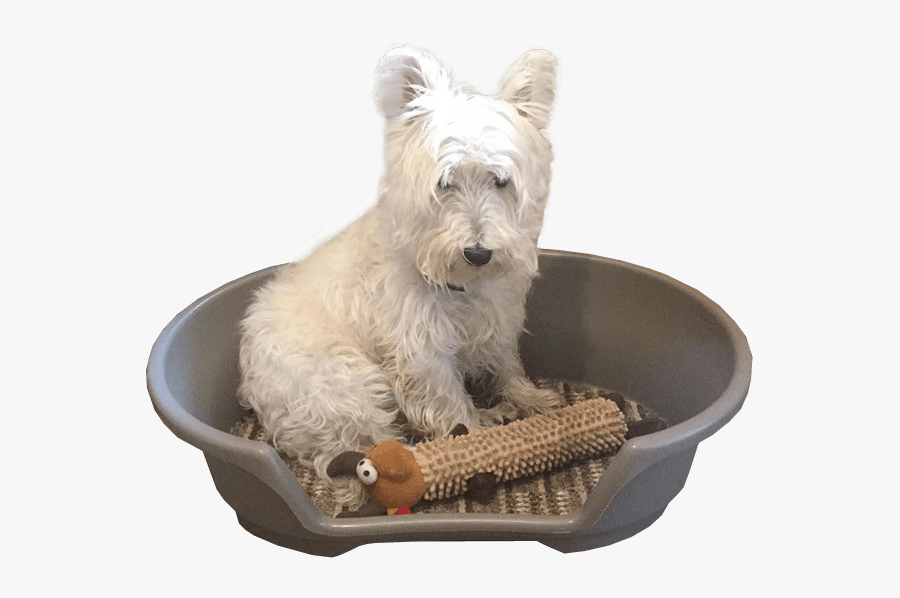 Dog In Basket Transparent Image - West Highland White Terrier, Transparent Clipart