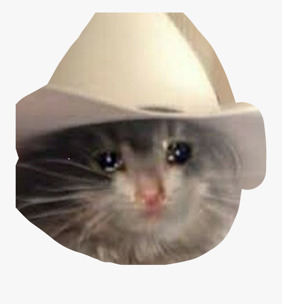 #cat #yeehaw #sad #meme - Yeehaw Cat Meme, Transparent Clipart