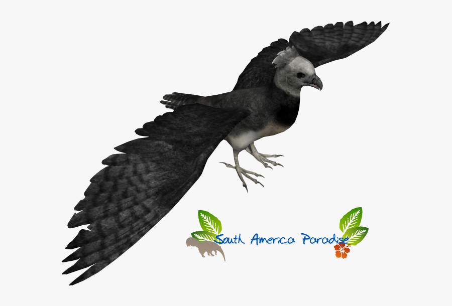 Harpy Eagle Titan - Eating, Transparent Clipart