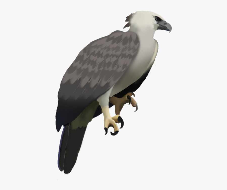 Happy Eagle Png - Harpy Eagle Transparent Background, Transparent Clipart